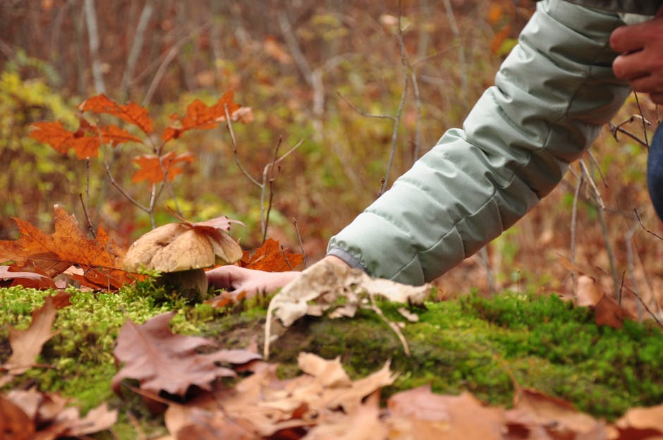 Featured image for A gombászás szabályai és a leggyakoribb ehető gombák