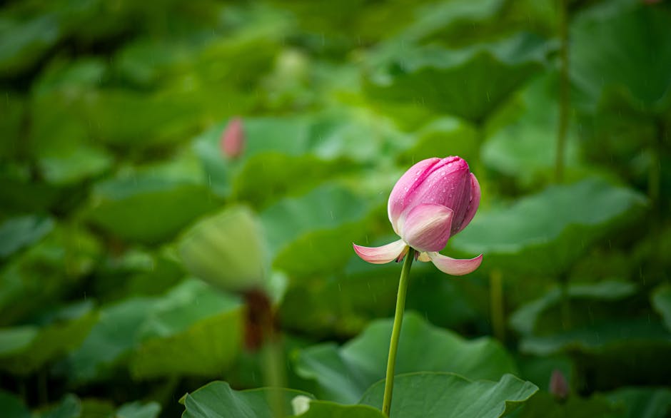 Featured image for A kerti tó építésének és karbantartásának lépései