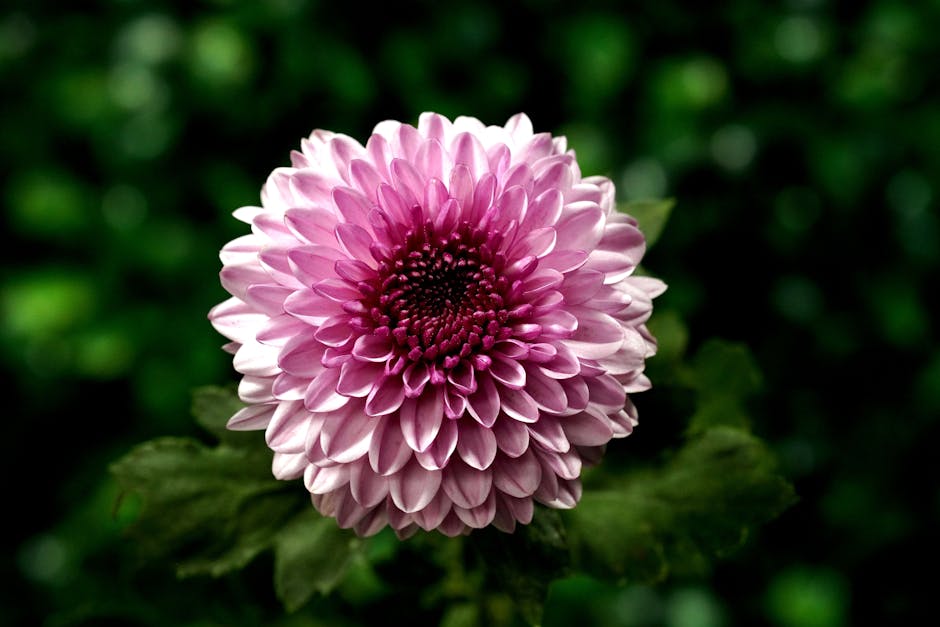 Featured image for A leander teleltetése: Mire figyeljünk?