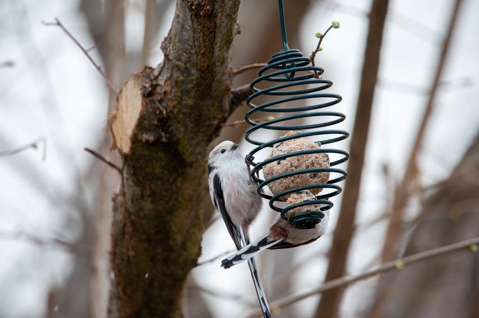 Featured image for A madáretető készítése és a madarak téli etetése