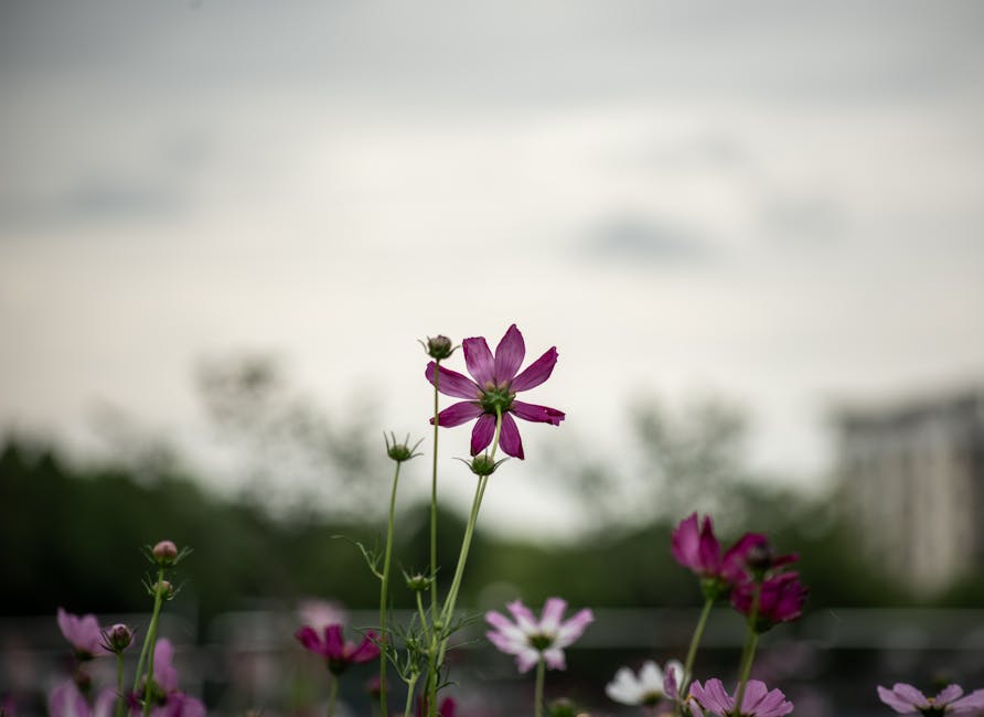Featured image for A muskátli helyes gondozása és szaporítása