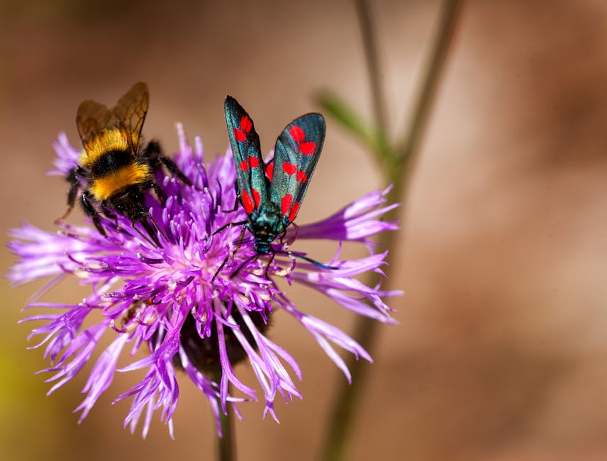 Featured image for A növényhatározás és a rovarhatározás alapjai