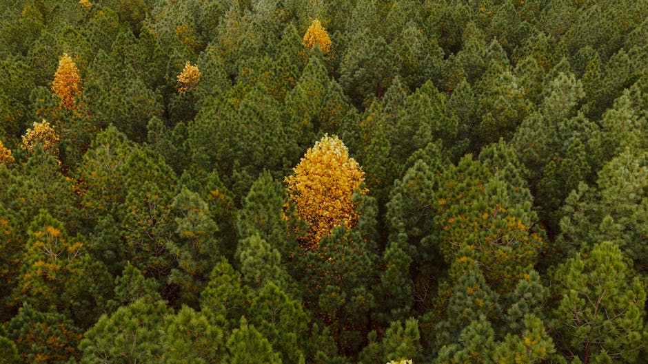 Featured image for A természetben töltött idő (kirándulás) jótékony hatásai