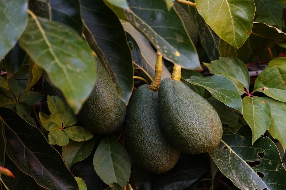 Featured image for Avokádó mag ültetése és gondozása otthon