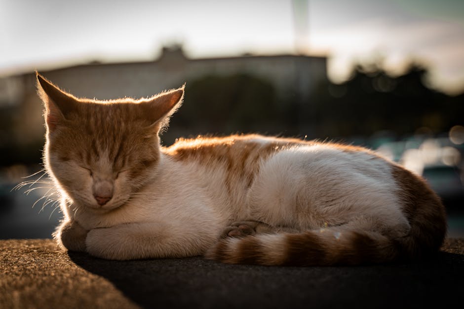 Featured image for Hogyan aludjunk jobban? Tippek a pihentető alvásért