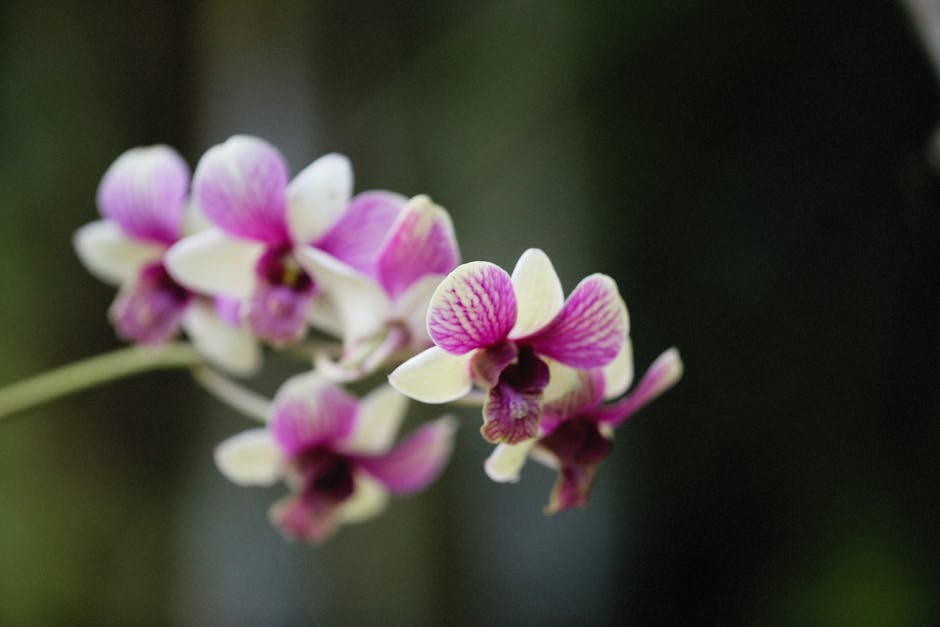 Featured image for Miért nem virágzik az orchideám?
